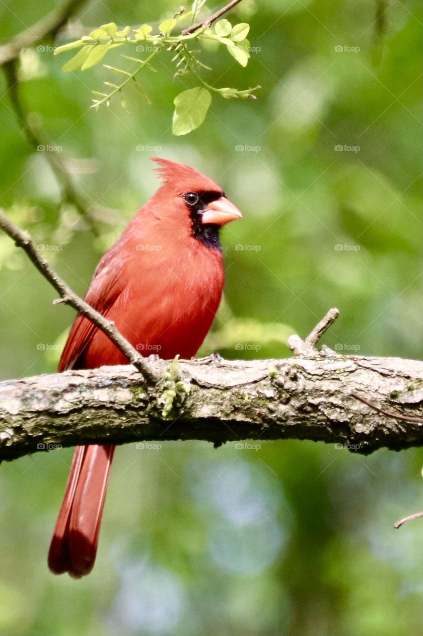 Cardinal from below