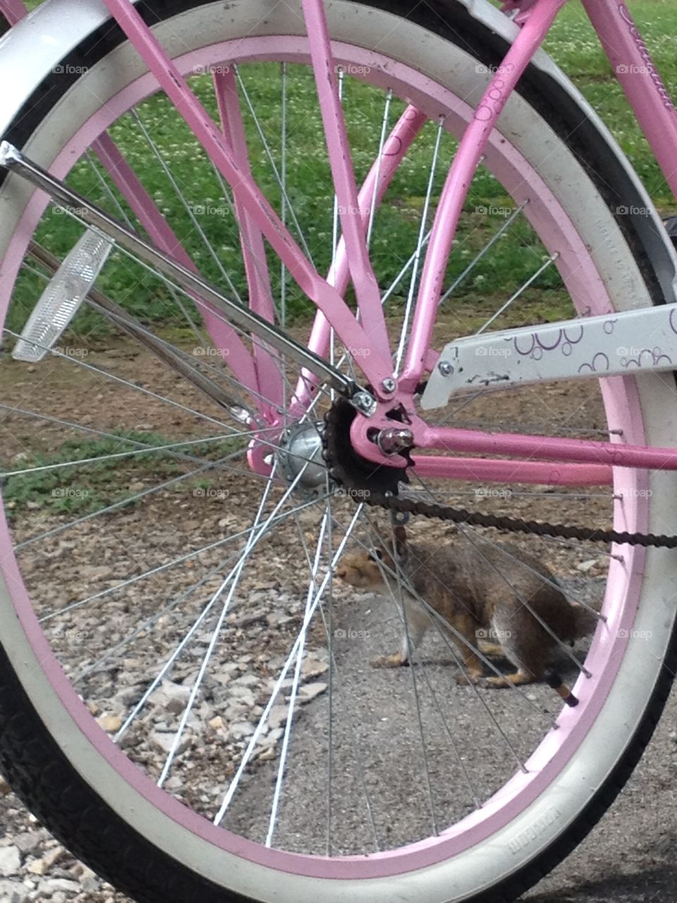 Squirrell and cycle. Squirrel playing near bicycle