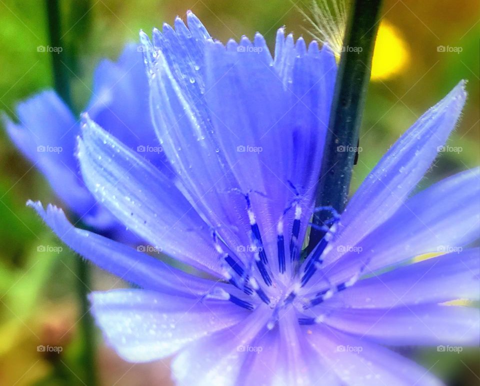 chicory