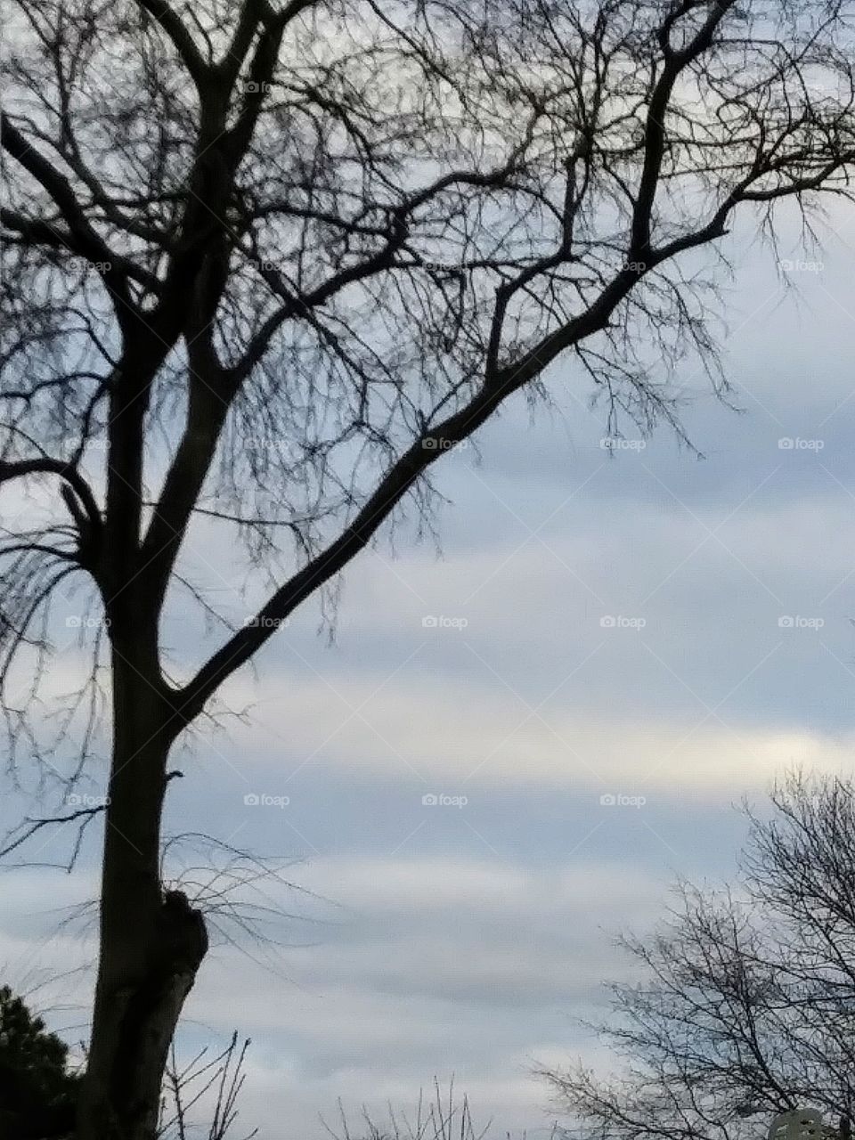 clouds in a winter sky