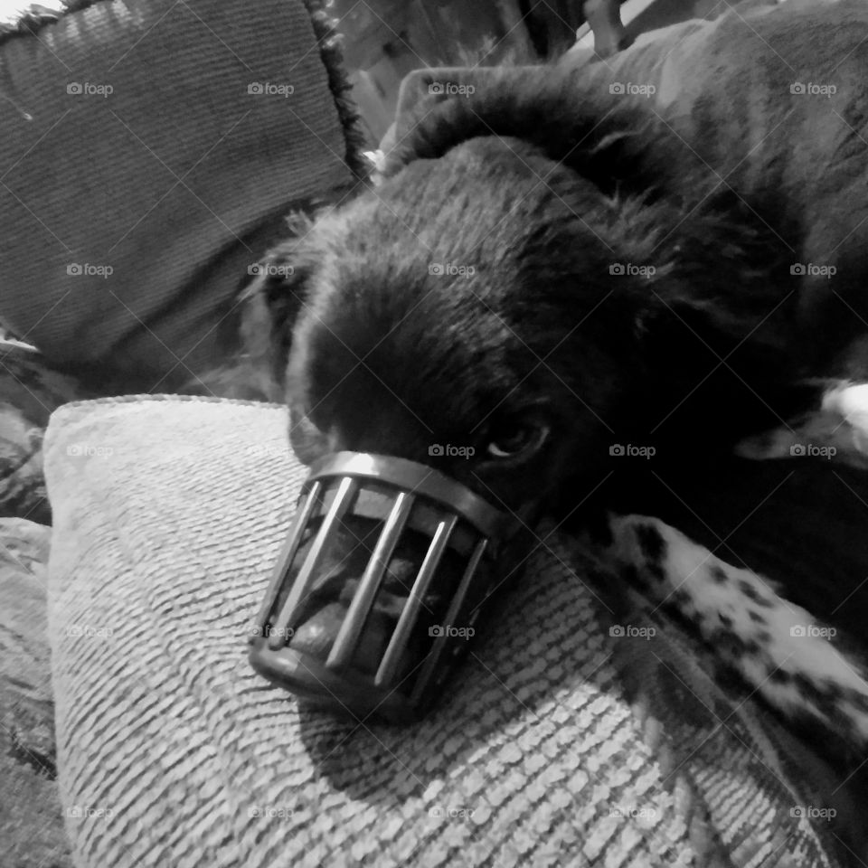 Our dog, Vixen, looking at me pitifully, hoping I will take off her 'Hannibel' muzzle if she promises not to keep chewing on herself to the point of bloodying herself...