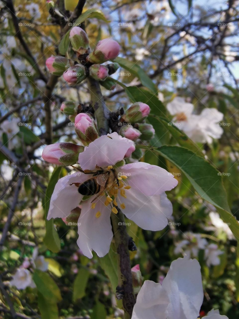 Bee in blossom flower