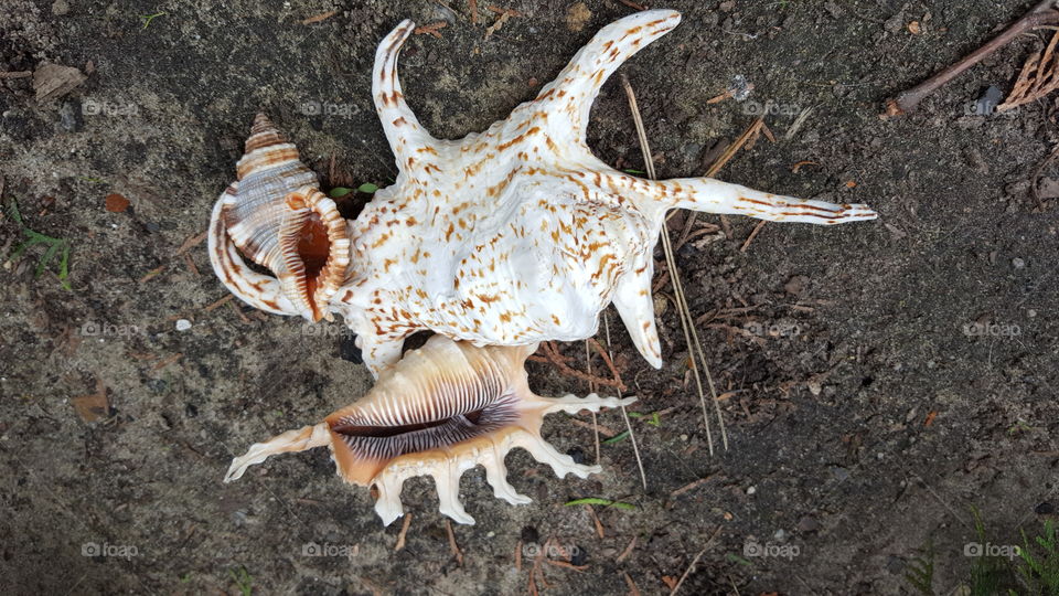 Animal shells on sand