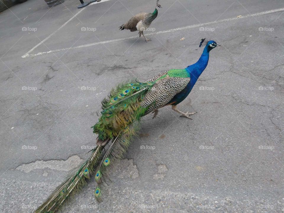 Peacock in Bronx Zoo.
