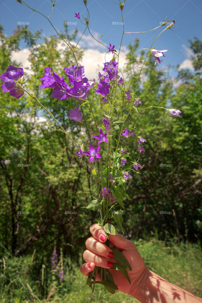 A hand holds bouquet of flowers gathered in the mountain