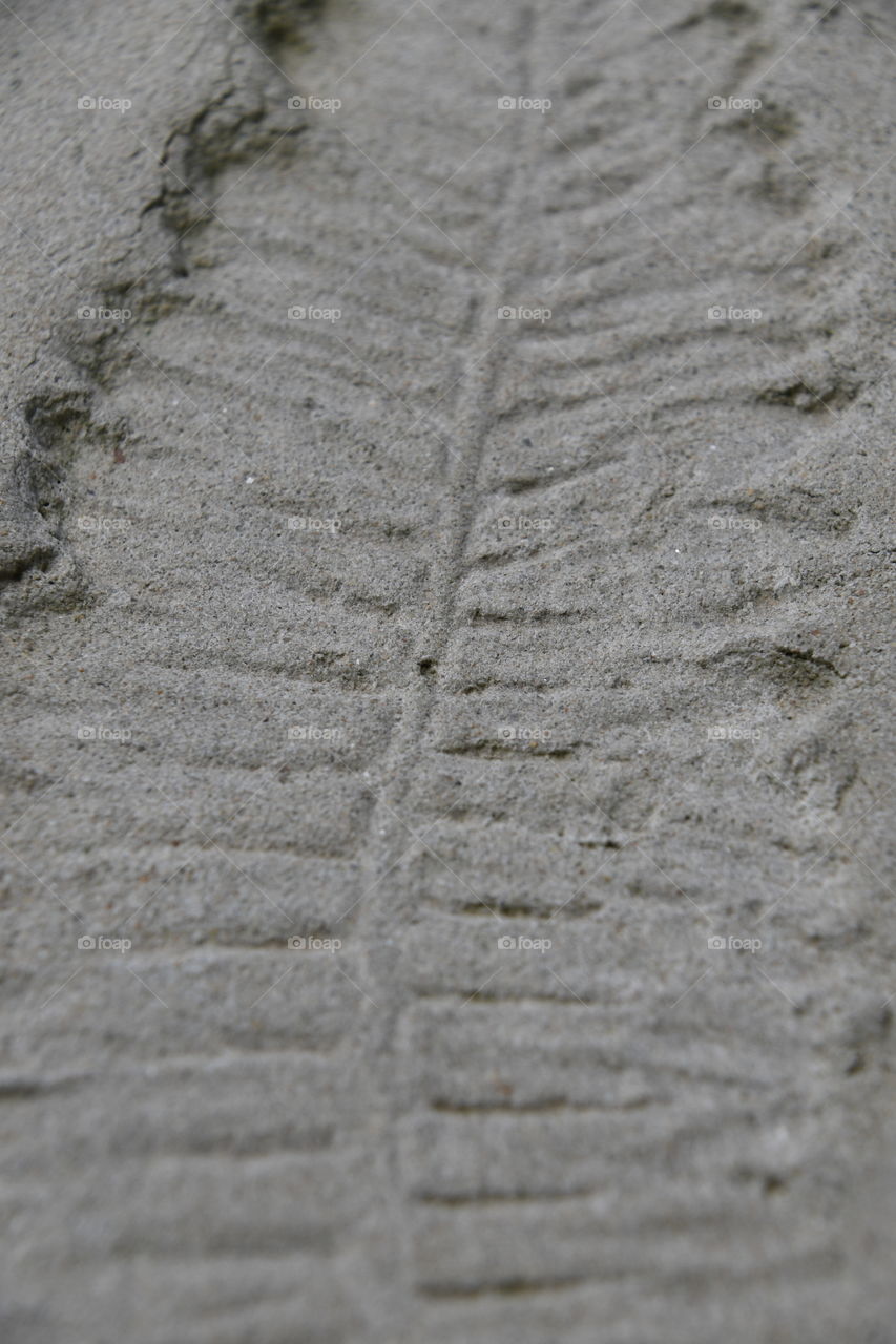 fern imprint