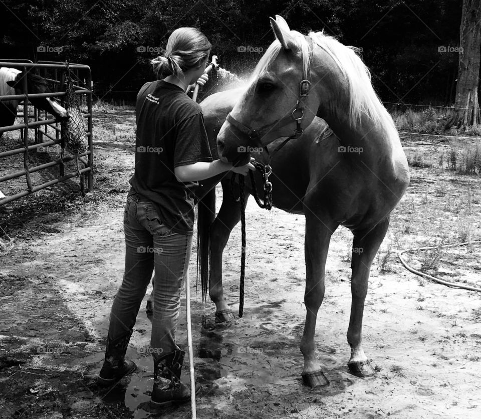 Hay thief in the background while Wrangler the horse is getting a bath in the woods of South Georgia. 