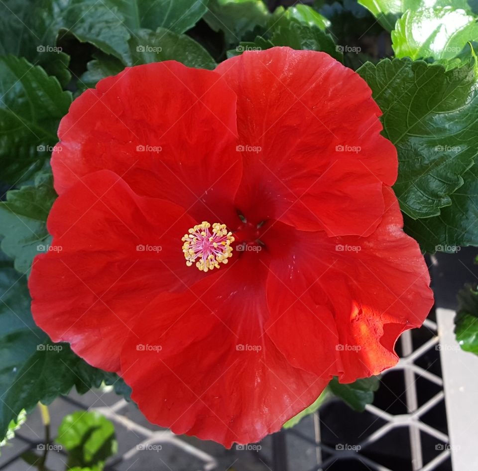 hibiscus