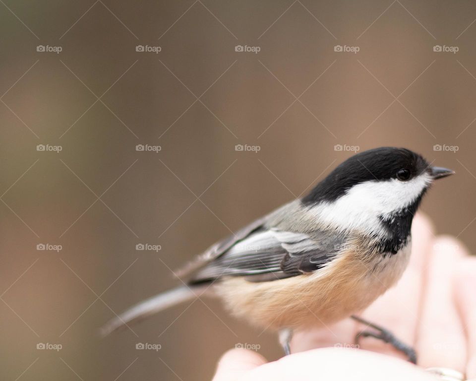 Black capped Chickadee landing in a giving hand