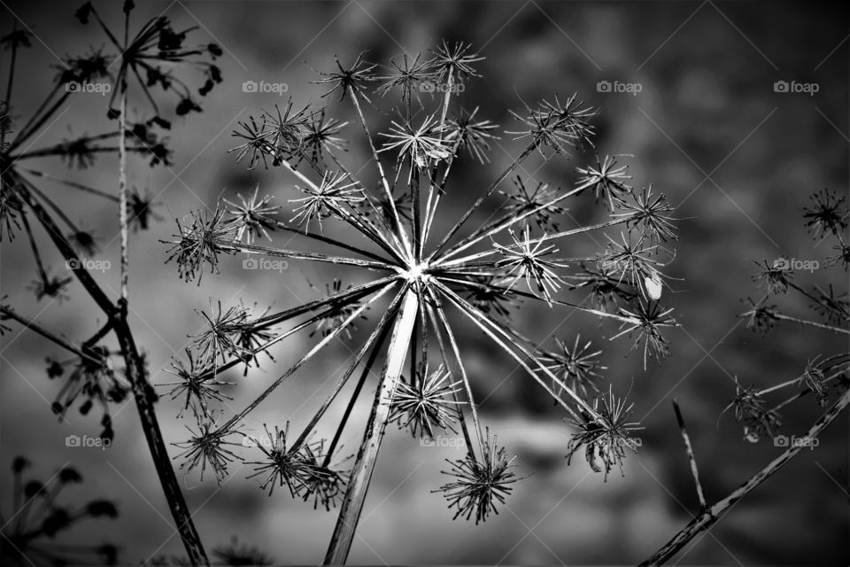 Black and white close up from a plant which has finished flowering and shows its seeds