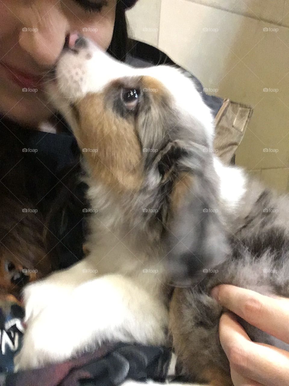 A puppy giving kisses on the nose