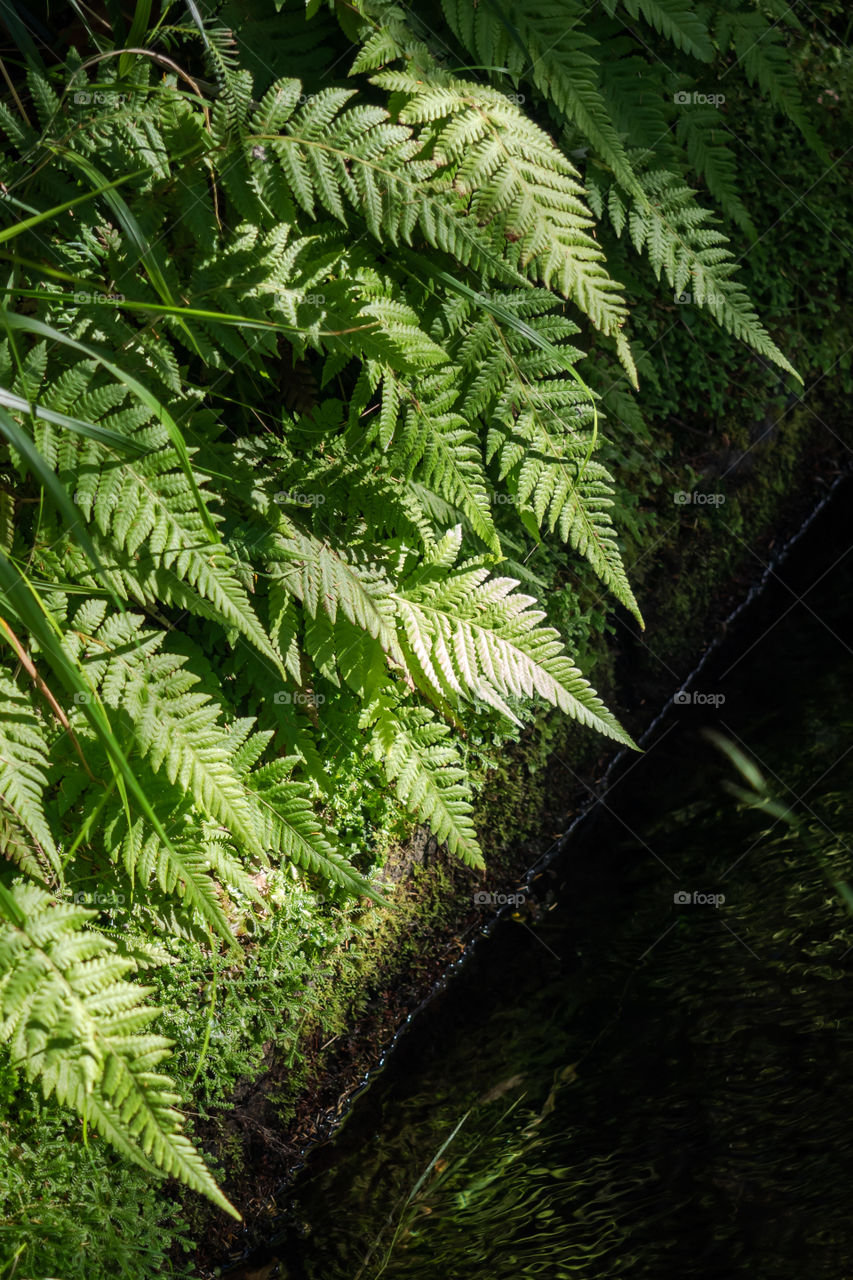 Ferns in a levada