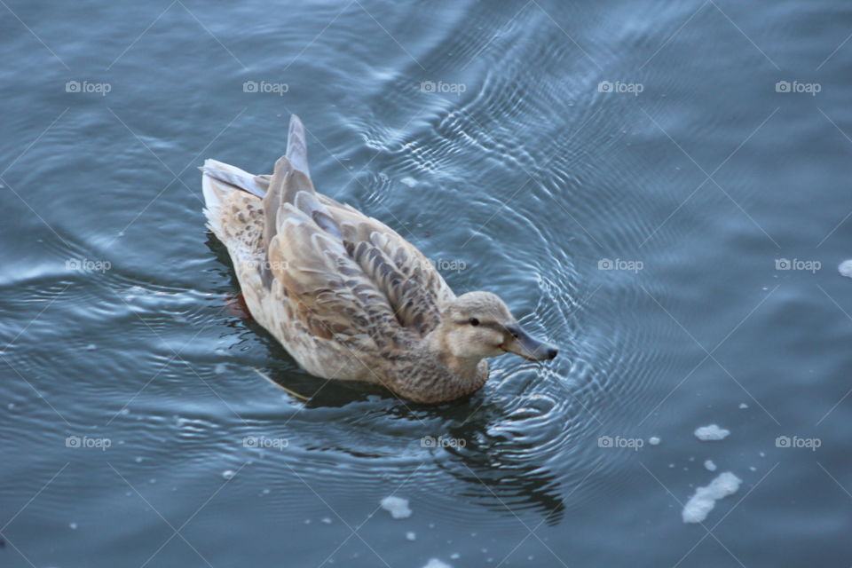 Speckled brown duck on Hudson River