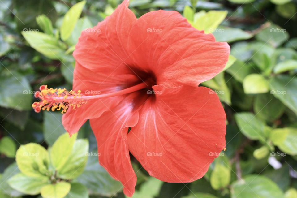 It is a red flower. These flower grow on trees. By day the flower opens and looks like the photo. At night the flower closes. I have decided to take only the flower in the photo.