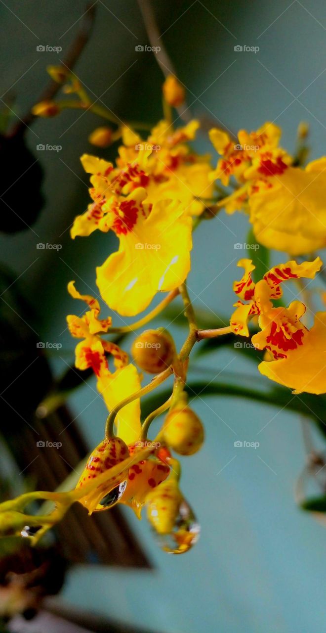 naturelove, yellow love, beautiful flowers, dancing flowers