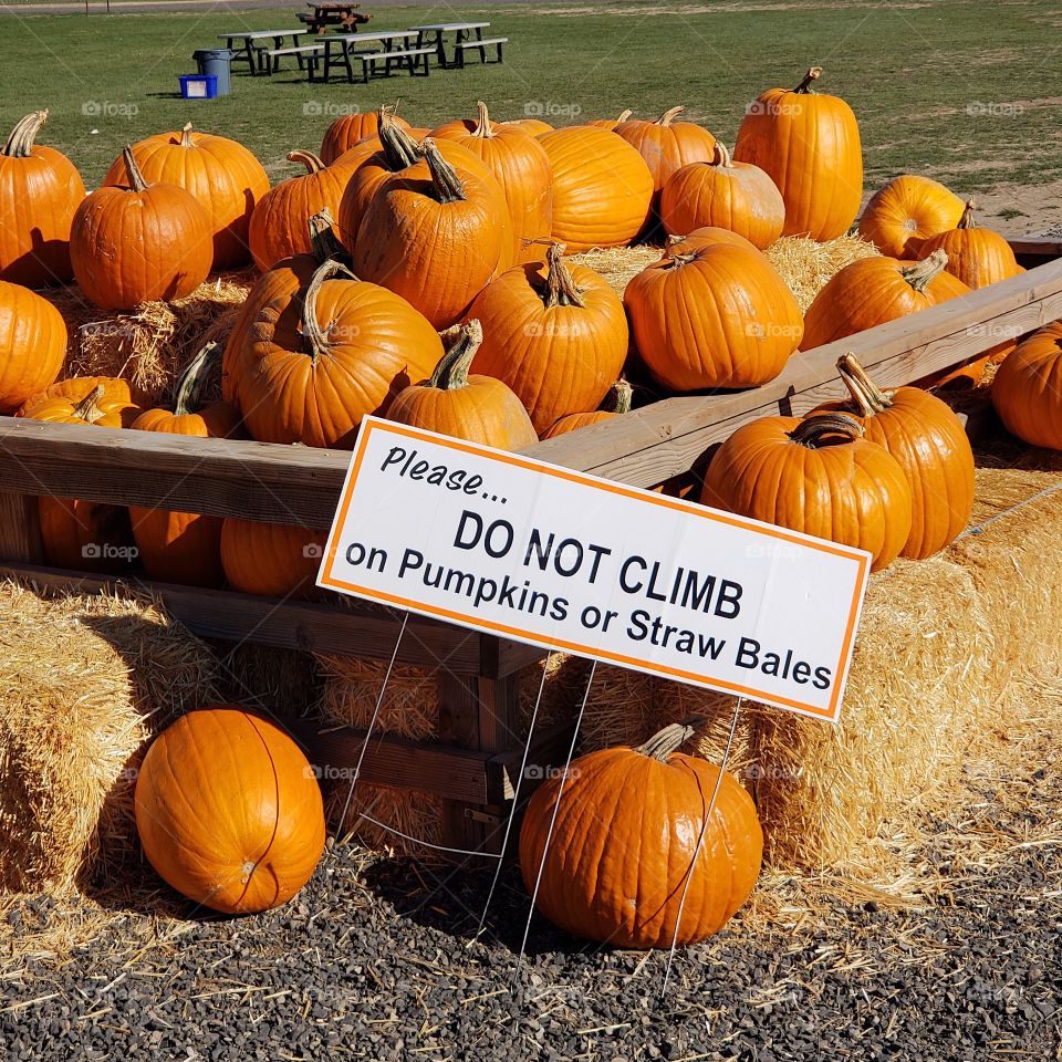 A harvest display of many pumpkins and hay bales in a rustic wood enclosure on a sunny fall day. 