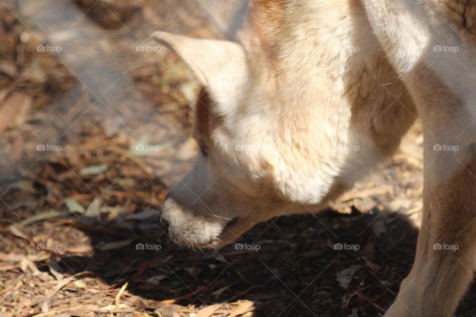 A single dingo, sniffing on the rocky, dusty desert ground