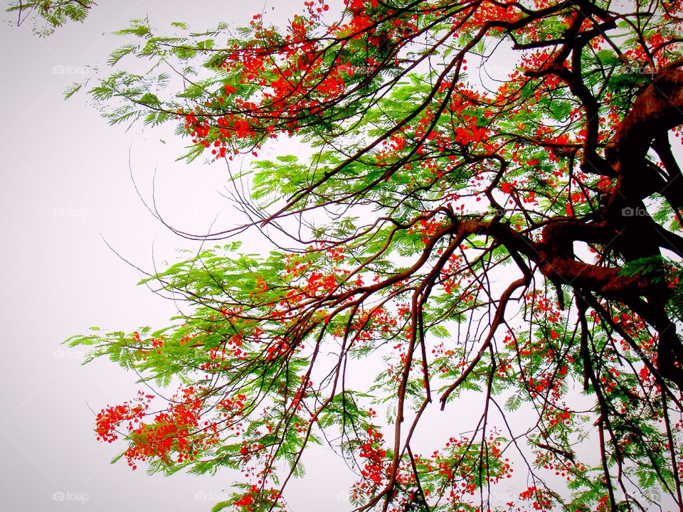Royal poinciana