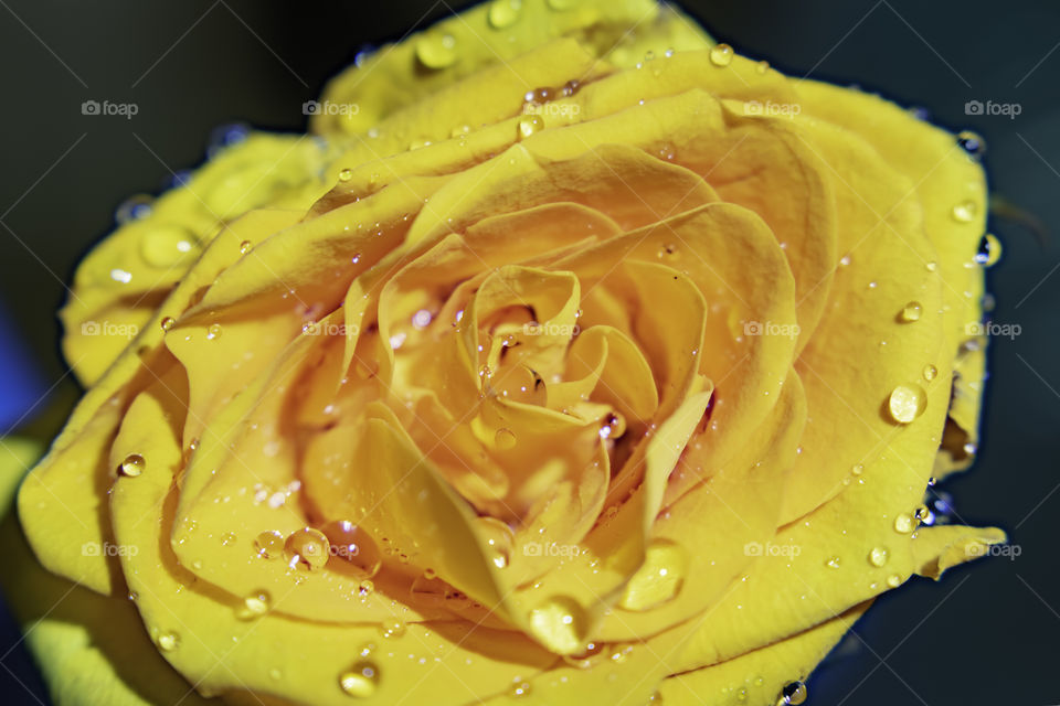 Water droplets on yellow rose petals