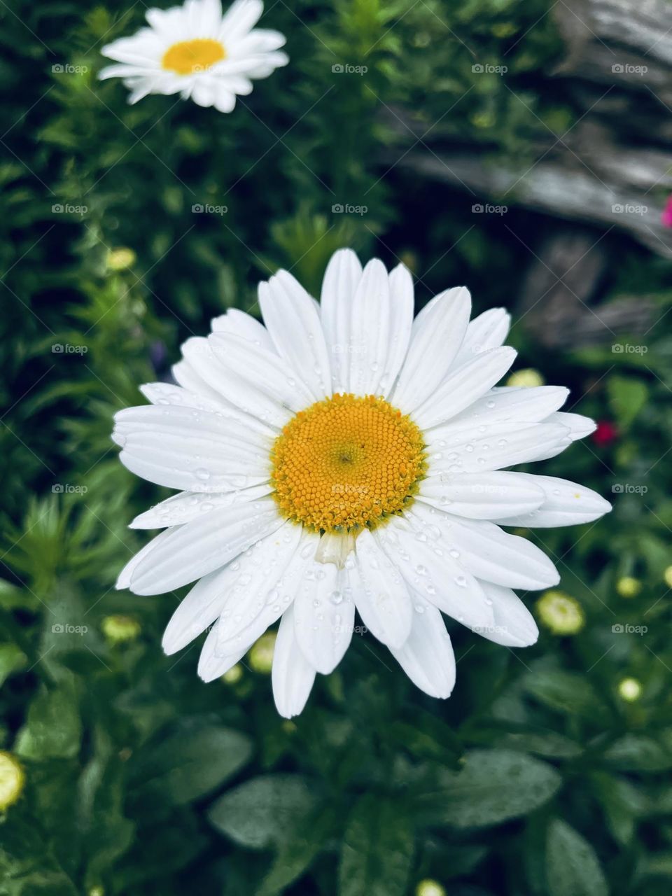 Daisy flower 