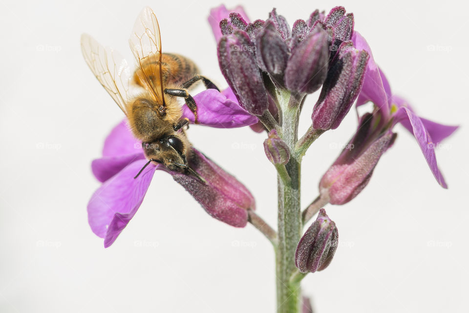 Bee collecting nectar from purple flower 