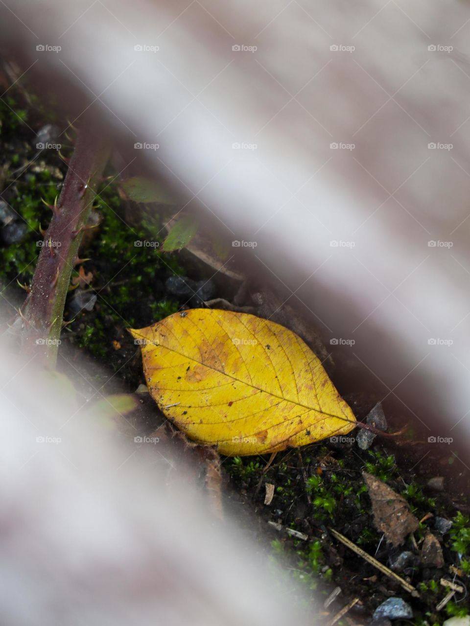Yellow leaf