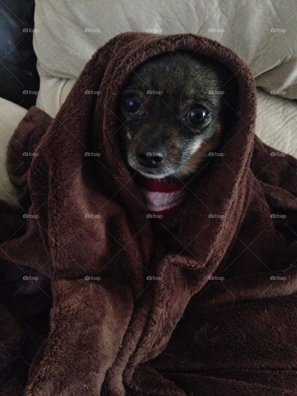 Jedi puppy 