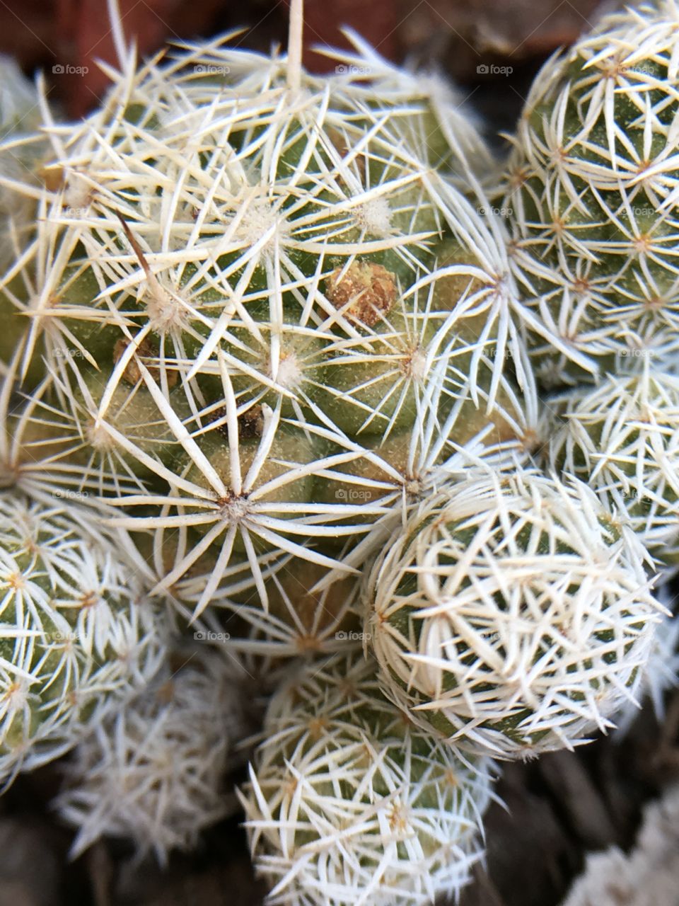 Cactus closeup 