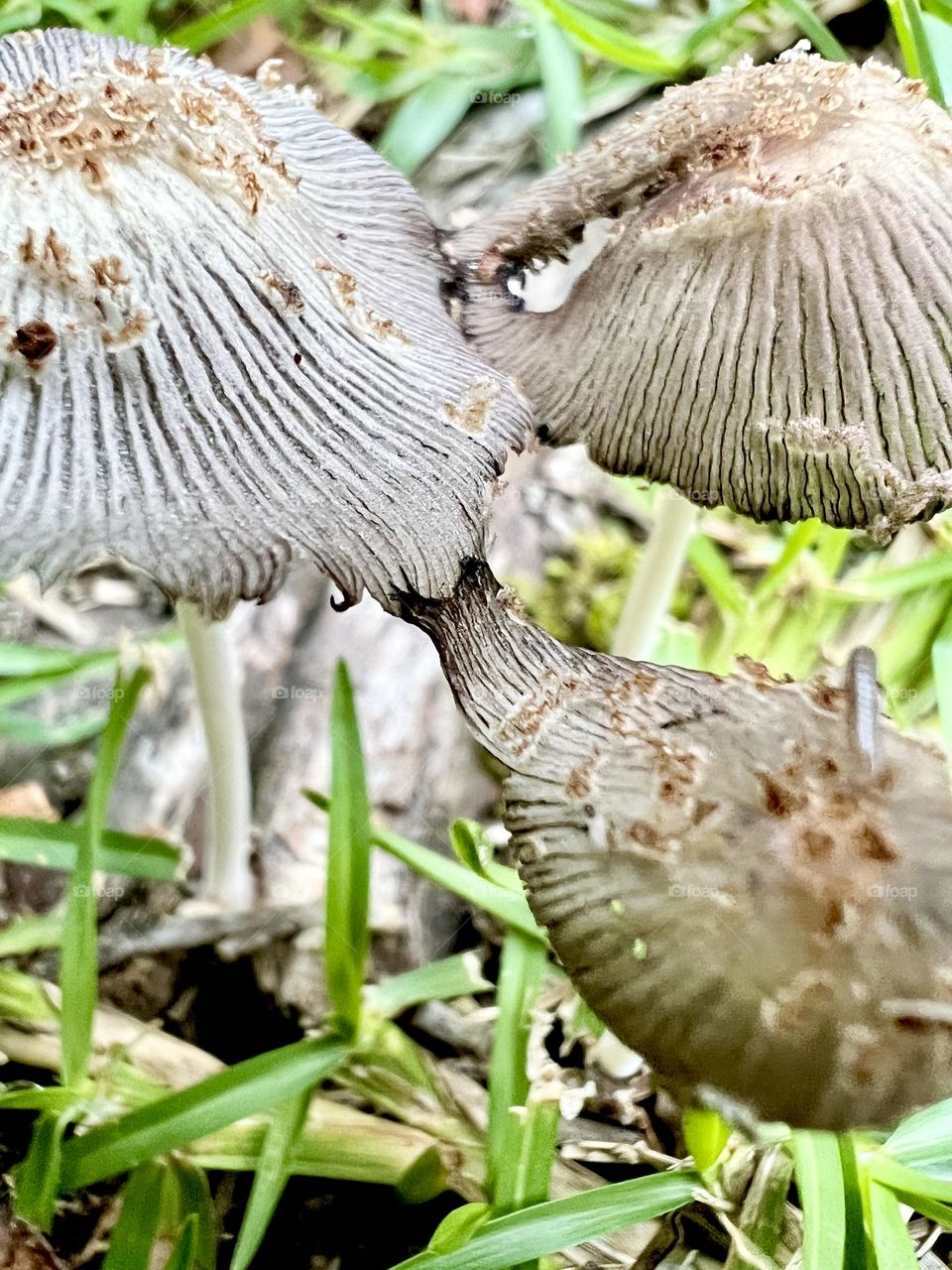 Tiny, delicate ink cap mushrooms found early in the morning, before they vanish in the sunlight