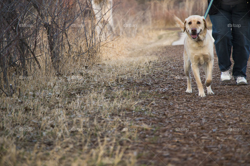 Person walking a dog