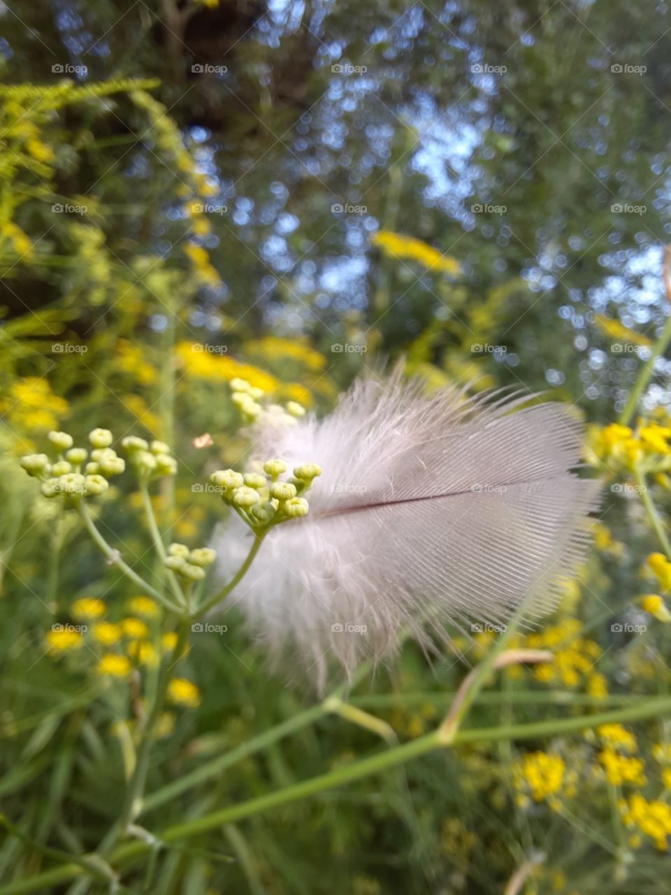 sunlit fluff hooked on a dill sprig