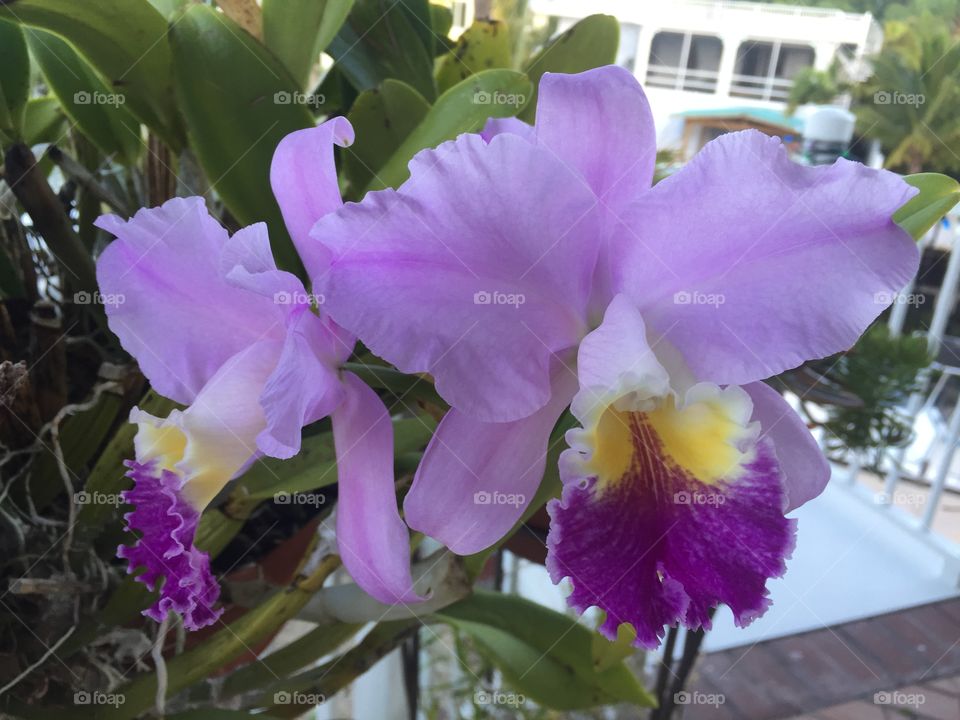 Cattleya Orchid 