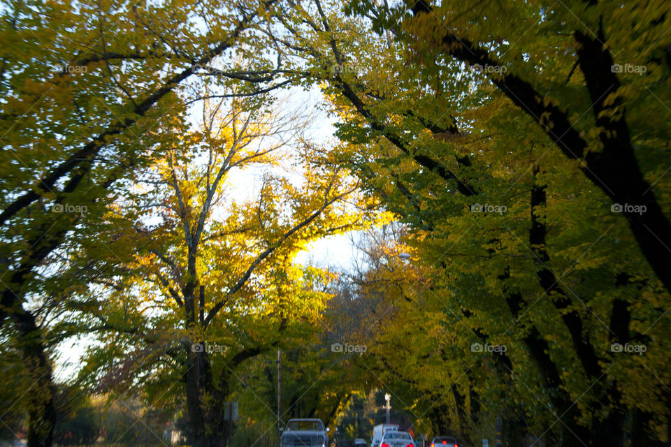 THE AUTUMN IN NAPPA VALLEY CALIFORNIA USA