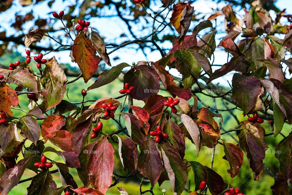 Autumn Dogwood