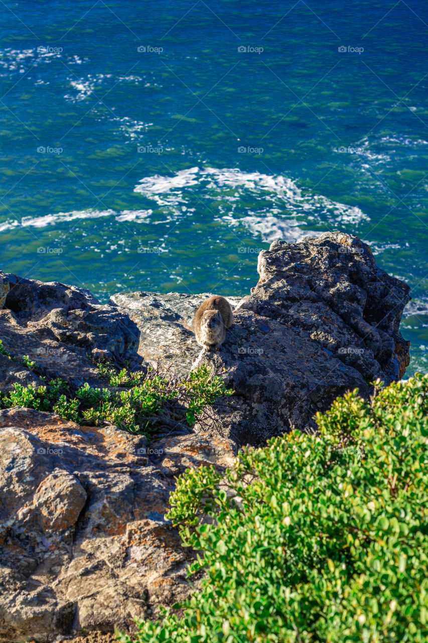 I love wild animals💕