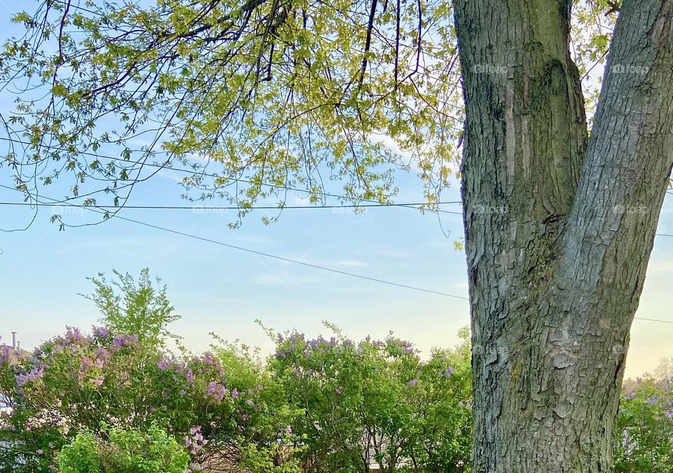 Silver Maple Greets Lilacs 