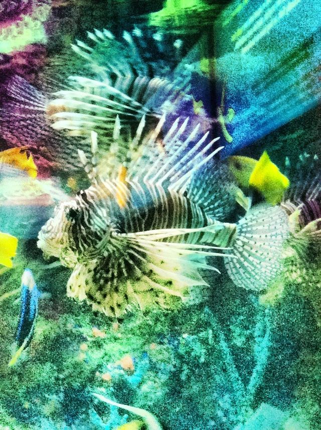 Beautiful fish