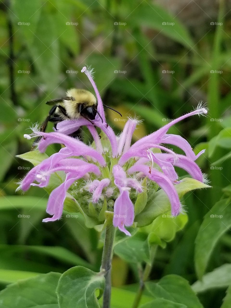 Bee pollinating bee balm