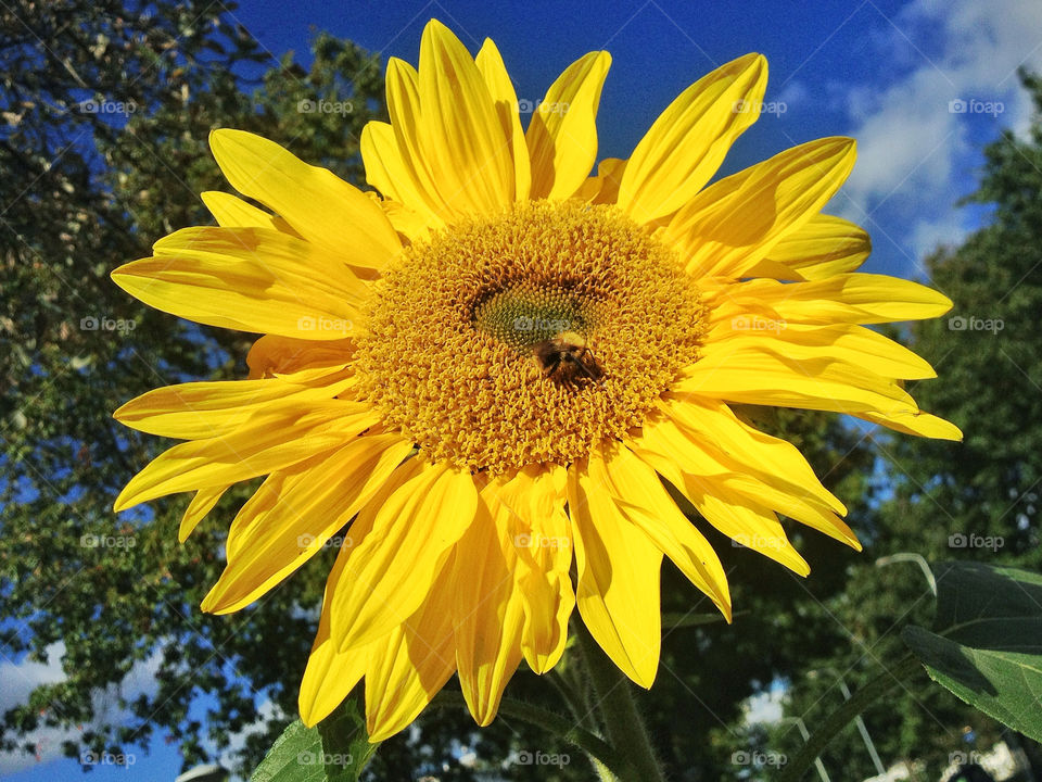 yellow nature flower sun by twilite