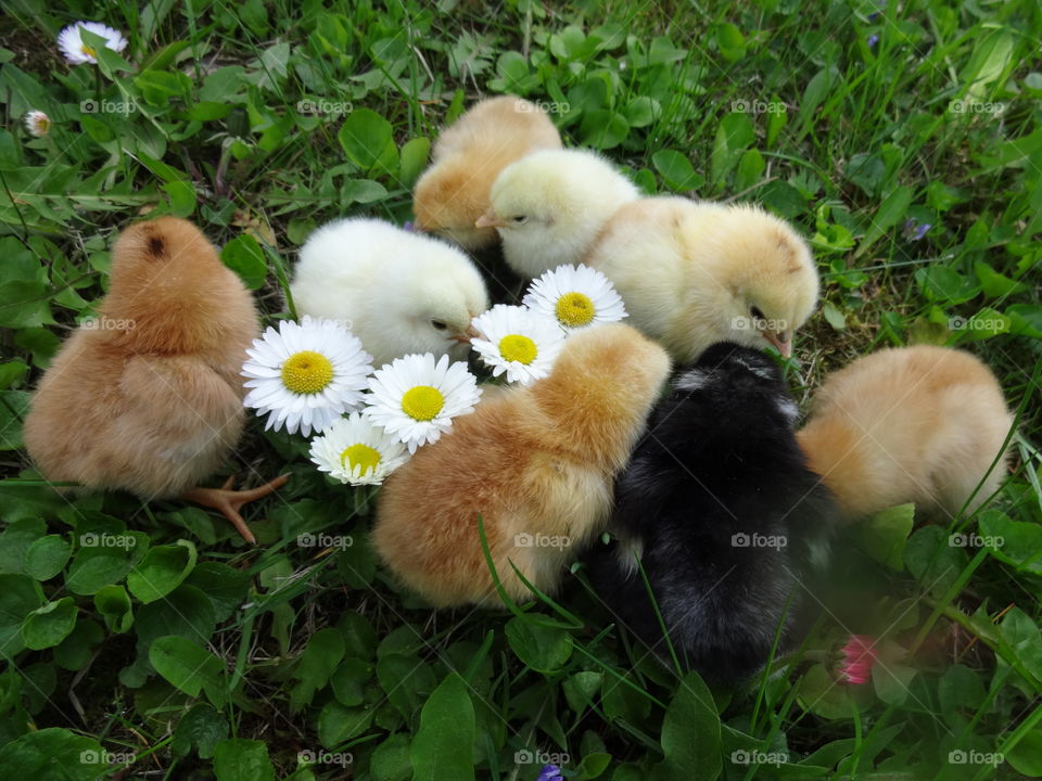 baby chicks