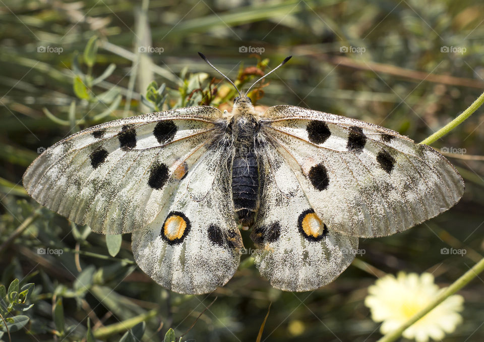 Appolo butterfly on flower in the garden, close up