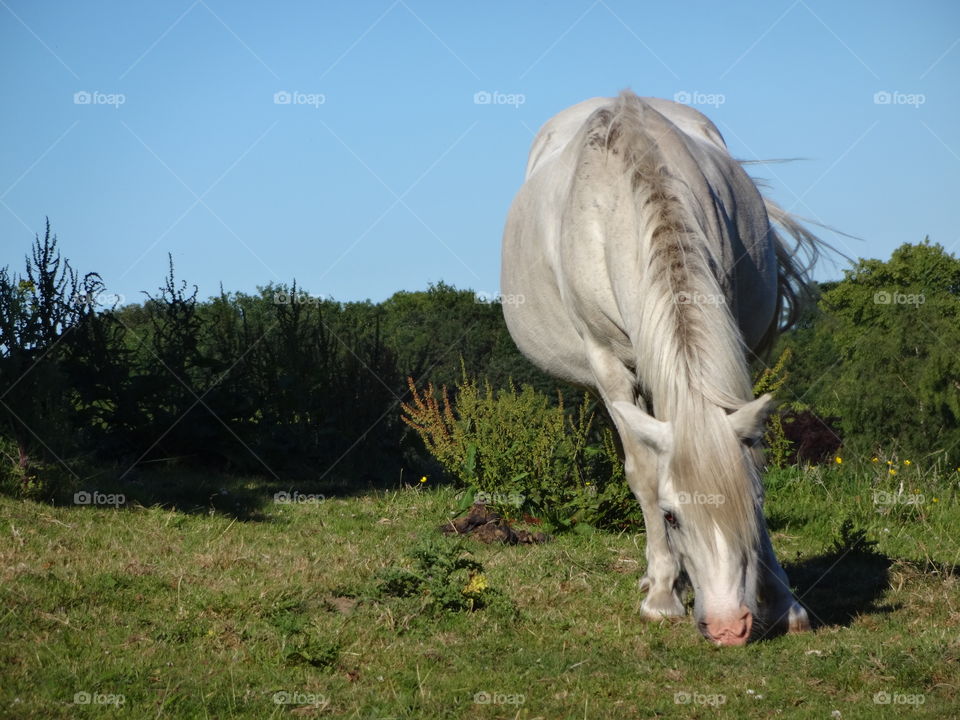 beautiful pony