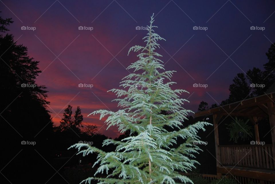 Sunset tree sky