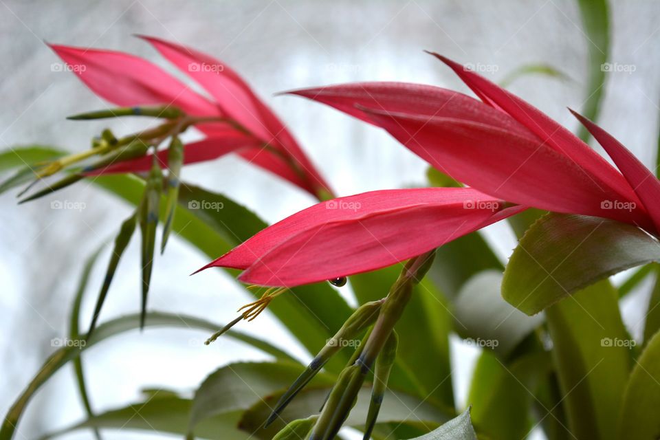 red flower bromeliad house plants blooming