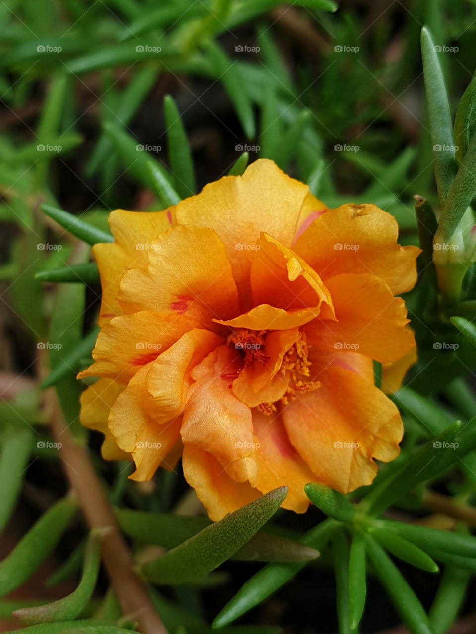 the Portulaca Grandiflora