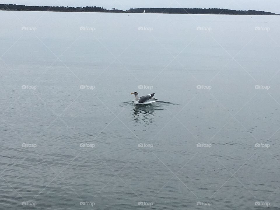 Swimming seagull