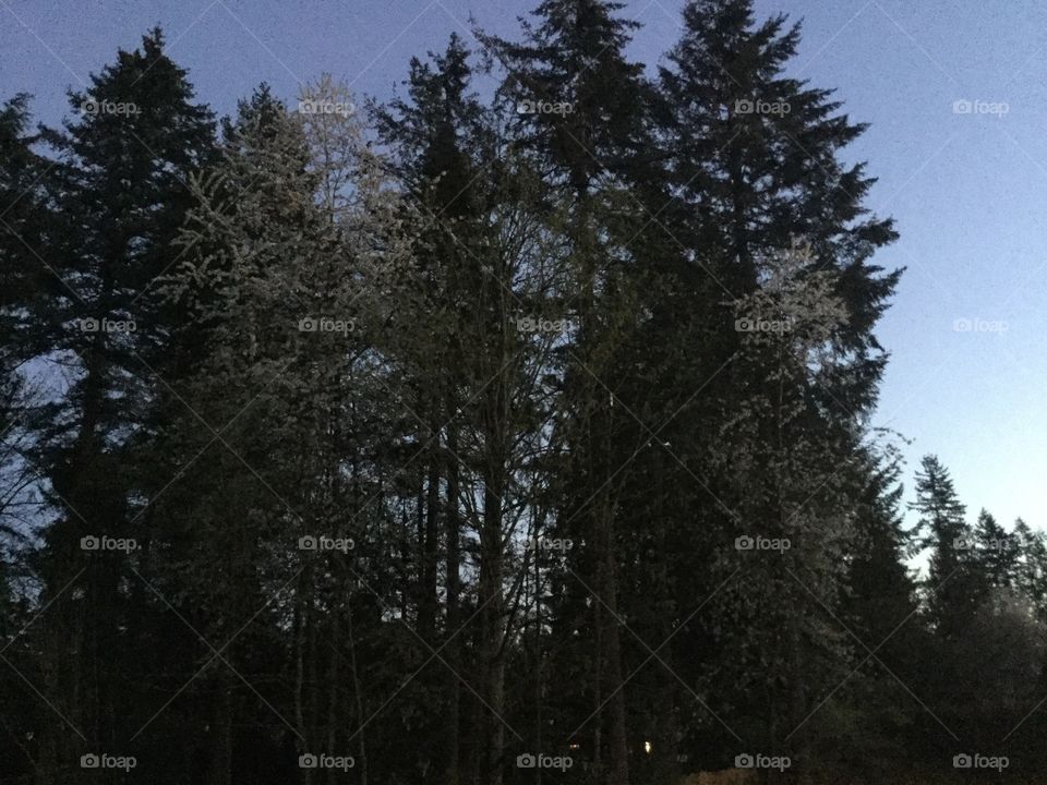 Sun setting on the trees