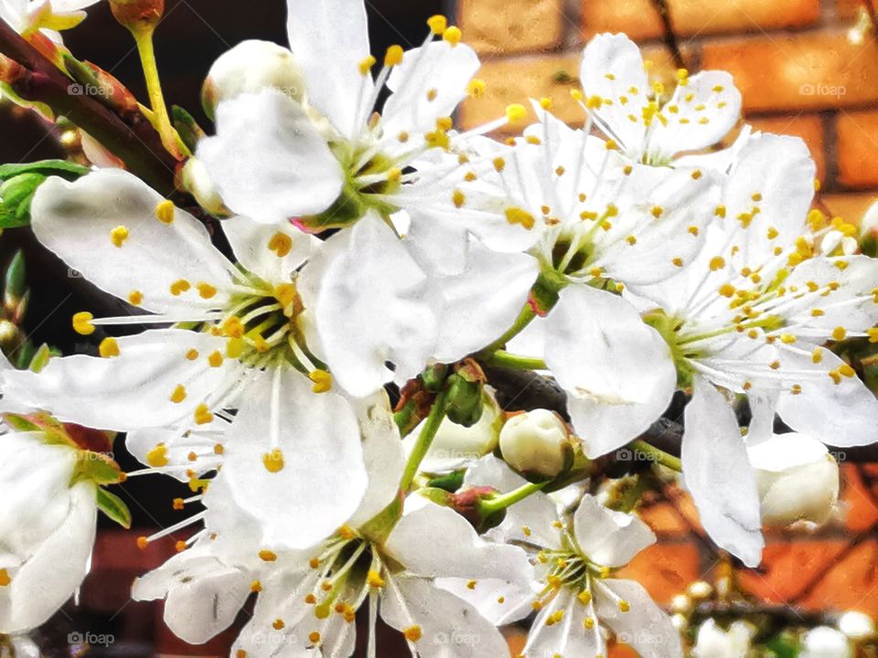 White blossom tree in bloom