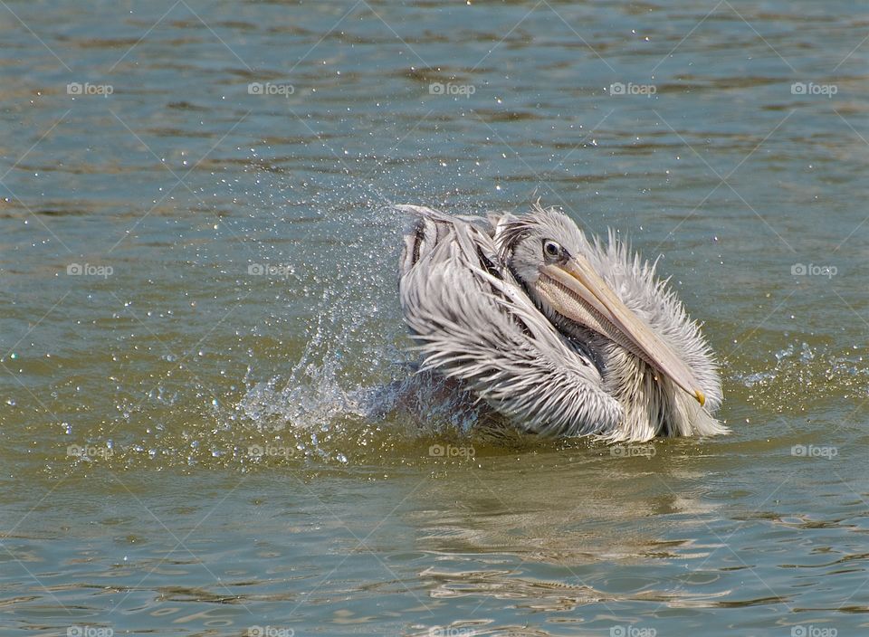 Pelican having a bath