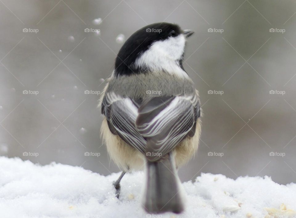 Black-caps Winter Wonderland